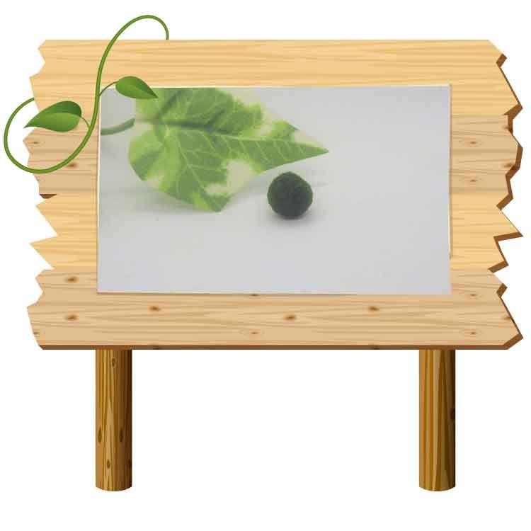 まりも S TYPE（標準サイズ）1個 : lenpro shop - 通販 - Yahoo