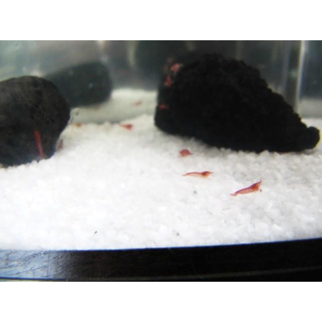 癒しエビ/ピクシーシュリンプ　溶岩石 |  | 01