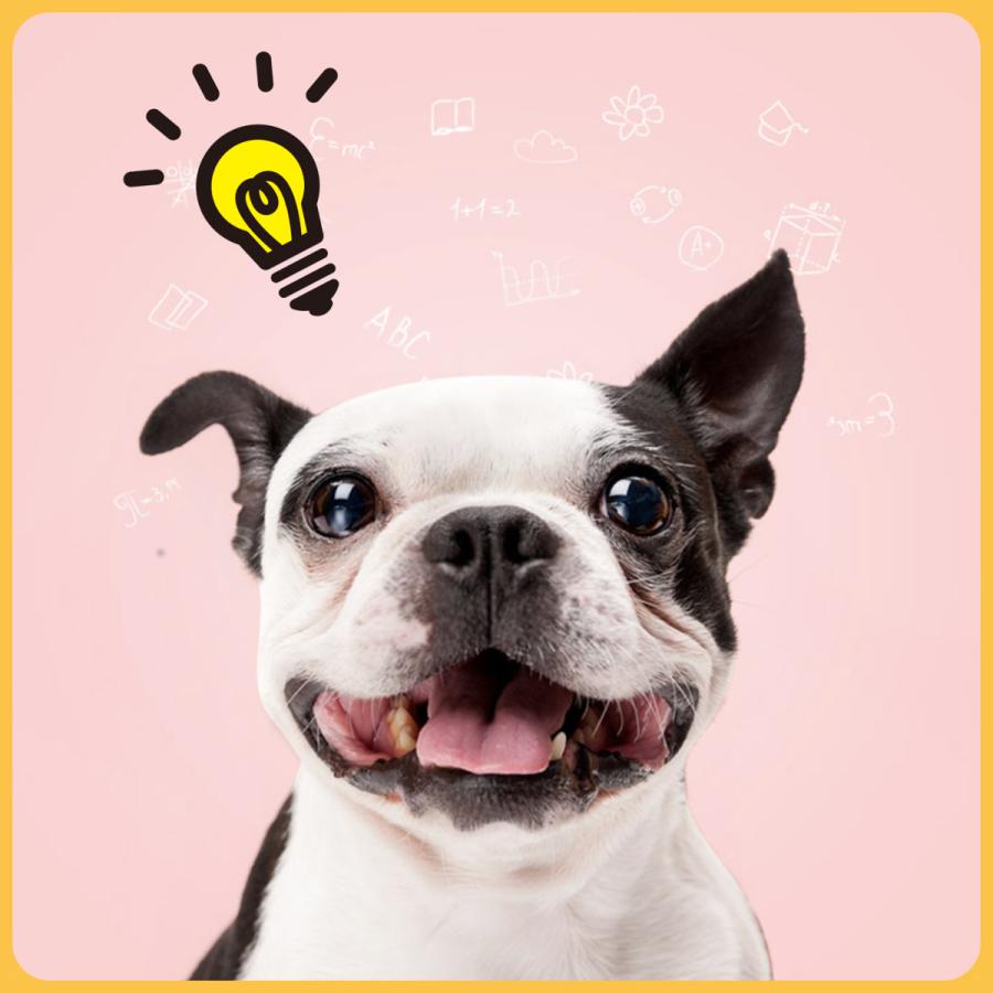 ノーズワーク 犬 知育玩具 おもちゃ 猫 脳トレ 早食い防止 ストレス おやつ 分離不安 　 |  | 16