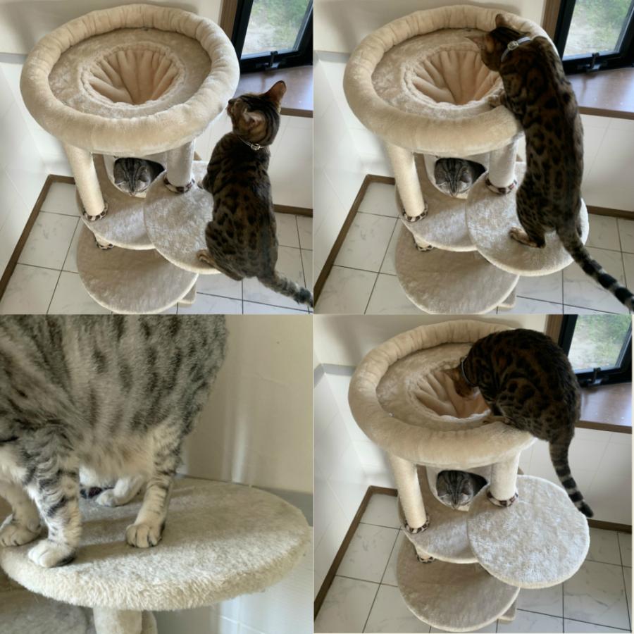 最上段3WAY 子猫ちゃんも使えるキャットタワー CTJ-1 レオパルド