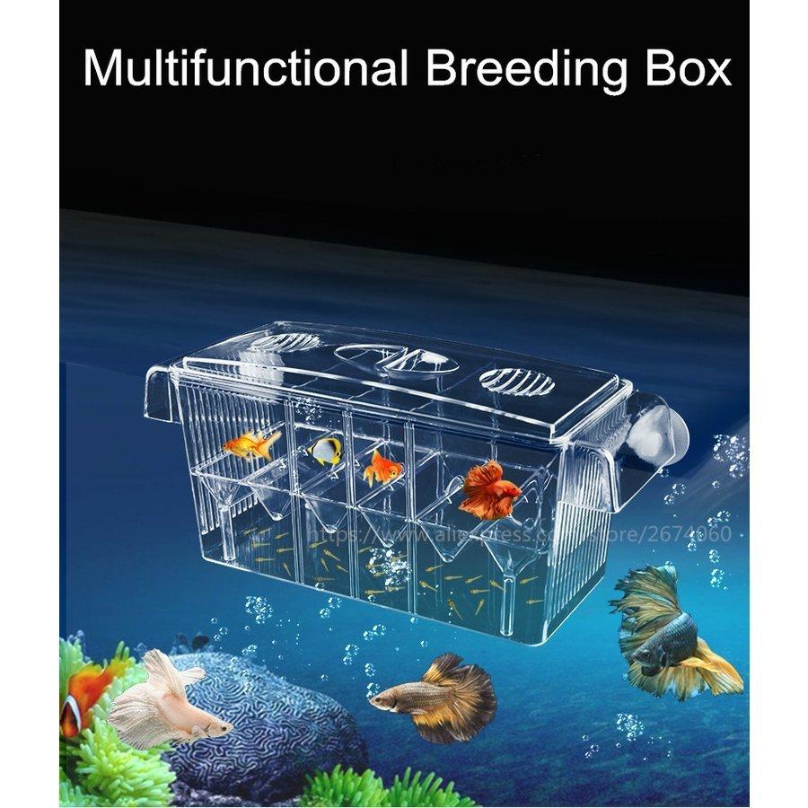 待望 ボックス フィッシュ 魚 クリア 4部屋 水槽 アクアリウム ボックス フィッシュ 魚 クリア 4部屋 水槽 アクアリウム 吸盤 アクリル インキュベーター ブリーダー 水槽 Festivalvivadanca Com Br