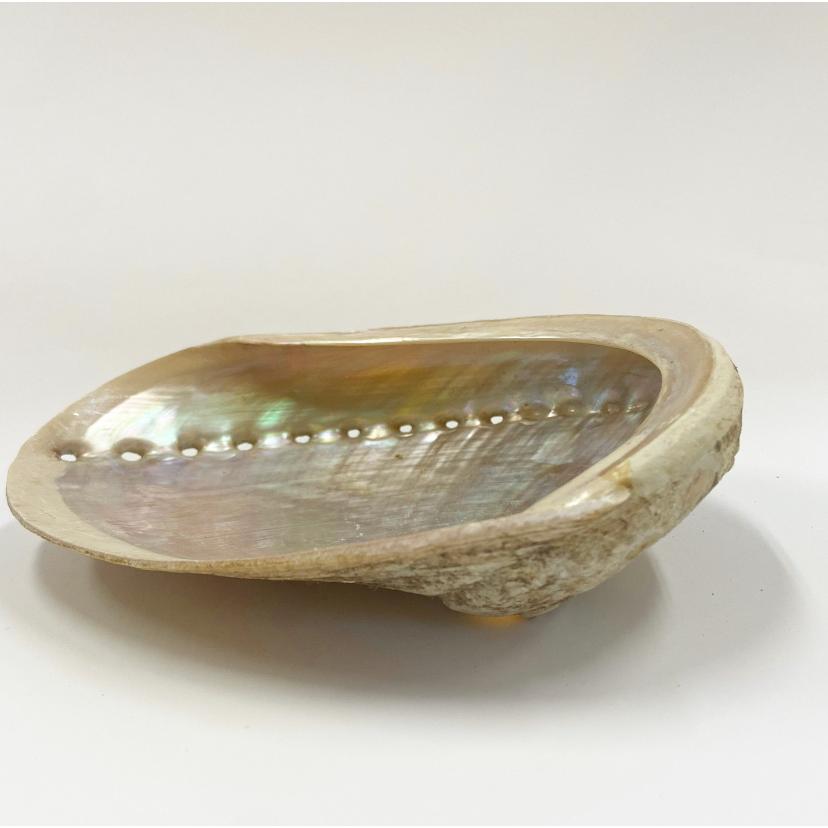 アバロンシェル】 オーストラリア産 アイボリー ホワイト 1個 アワビ