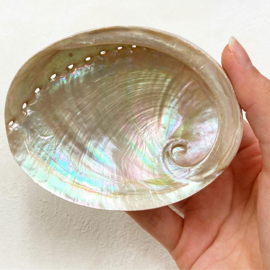 大型グリーンアバロン 貝殻 クラフト アバロンシェル　834g 約20×17cm アバロンシェル 】 アイボリー プレート ミラー 天然 貝殻 あわび