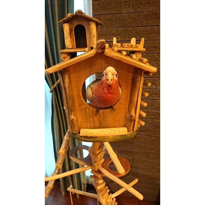 【 shop ギャラリーコーナー 】東京都 N 様のオリジナル流木バードジムタワーのご利用状況（gr0016）