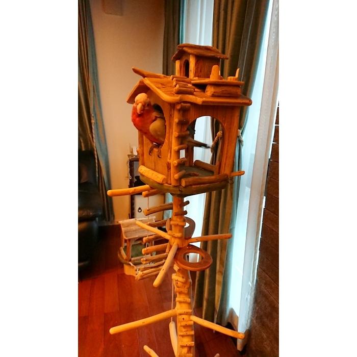【正規品】 【 shop ギャラリーコーナー 】東京都 N 様のオリジナル流木バードジムタワーのご利用状況（gr0016） 【JSB7334481026】(26130円)
