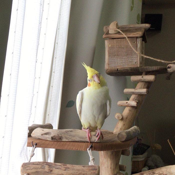 新春SALE！ 【 shop ギャラリーコーナー 】神奈川県 I 様のオリジナル大型流木バードツインタワーのご利用状況（gr0027） 【IQY1188168423】(42330円)