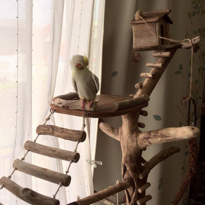 新春SALE！ 【 shop ギャラリーコーナー 】神奈川県 I 様のオリジナル大型流木バードツインタワーのご利用状況（gr0027） 【IQY1188168423】(42330円)