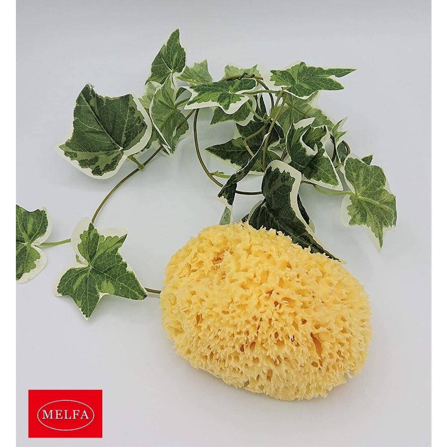 天然海綿ボディスポンジL ギリシャ産 ハニコム種 |  | 04