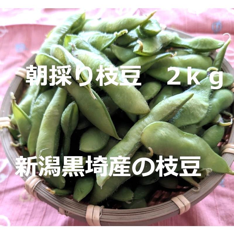 新潟黒埼産のブランド枝豆2kg 朝採りで当日クール便で発送 旬の