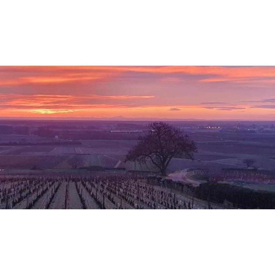 ブルゴーニュ・コート・ド・ボーヌ・モンテリーの上質なオーガニック赤ワイン「Monthelie Rouge モンテリー・ルージュ」｜liberwine｜02