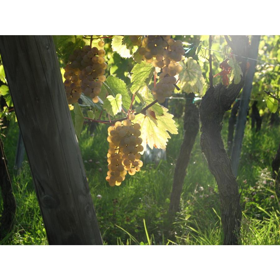 アルザスの完全無添加・自然派オーガニック白ワイン「Carriere du Loup Auxerrois オーセロワ - ドメーヌ・シェフェール」｜liberwine｜06