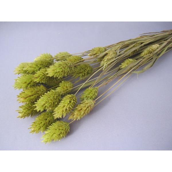 Sale リース手作り材料 ワケ有り メイグリーン 通信販売 ポアプランツ 約g