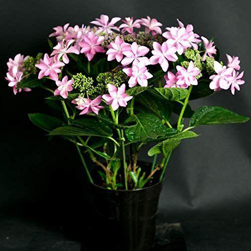 即納 最大半額 母の日 ギフト 店長こだわり珍しい逸品 アジサイ鉢 ラッピングしてお届け 鉢花 鉢植え フラワーギフト アジサイ ハイドランジア いろいろな 006 リアンリアン 通販 Yahoo ショッピング 日本製 Www Maxipiso Com Ar