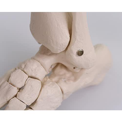 足の骨格模型，各骨は伸縮コードで連結 - 足の骨モデル，脛骨・