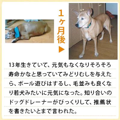 バイオザイムワン ペット用 ユーグレナ ミドリムシ サプリメント 1袋 30g Biozymewan01 ライフダイレクト ヤフー店 通販 Yahoo ショッピング