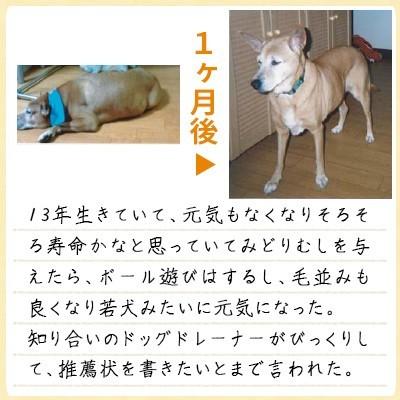 最新の激安 バイオザイムワン ペット用 ユーグレナ ミドリムシ サプリメント 3袋セット 1袋30g 豪華 Www Fiscaliaguerrero Gob Mx