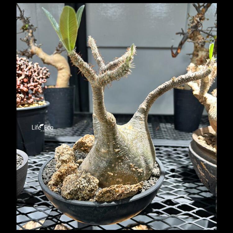 塊根植物 パキポディウム　グラキリス　中株 塊根植物【一点物】パキポディウム・グラキリス / 幹幅約11cm×高さ27cm