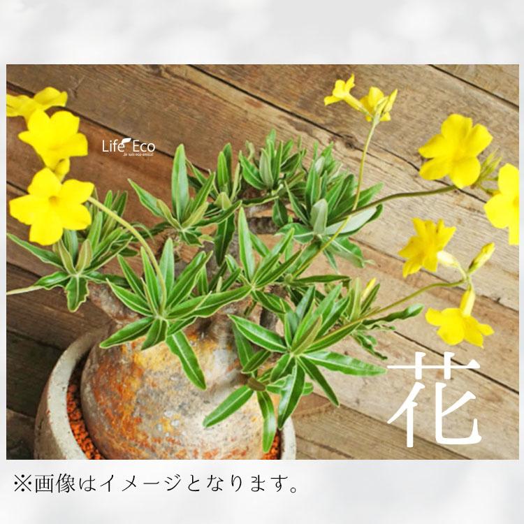 塊根植物【一点物】パキポディウム・グラキリス / 幹幅約11cm×高さ27cm
