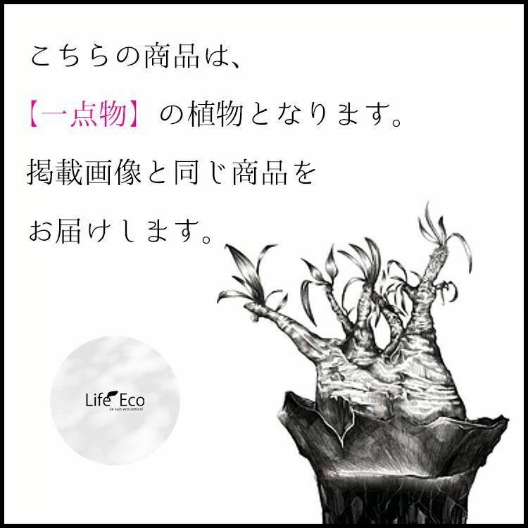 塊根植物【一点物】パキポディウム・グラキリス / 幹幅約11cm×高さ27cm