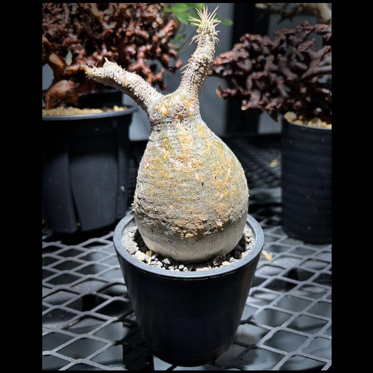 パキポディウム グラキリス 塊根幅20㎝ 特大 コレクション 2026年最新】Yahoo!オークション - pachypodium(すべて)の中古品・新品