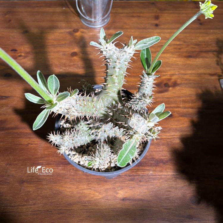 パキポディウム ホロンベンセ 現地球 塊根植物 塊根植物【一点物】パキポディウム・ホロンベンセ / 幹幅約20cm×高さ約