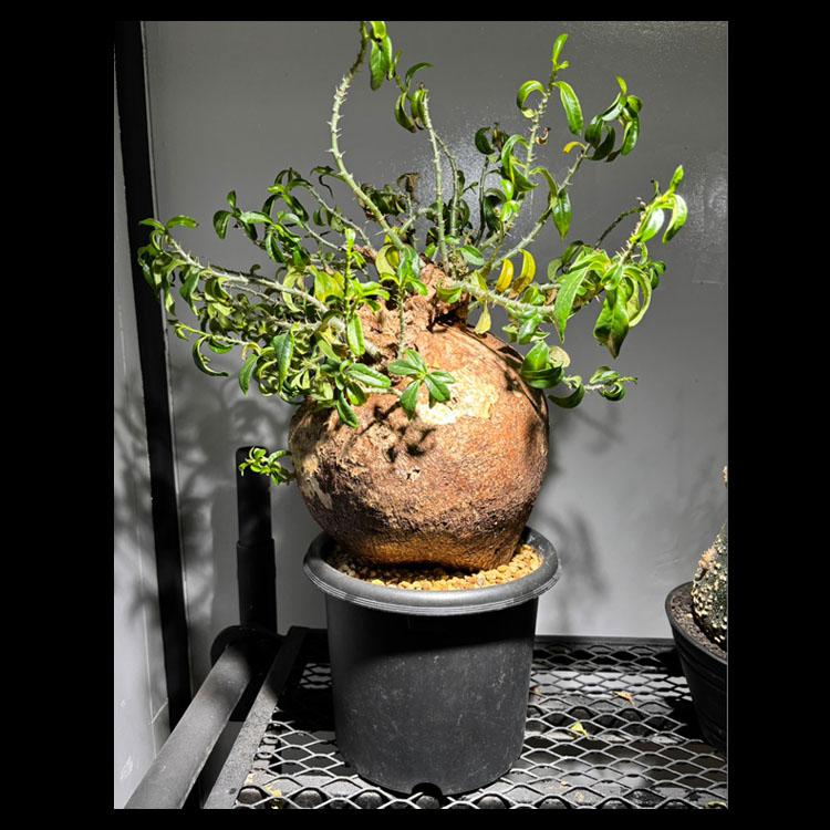 2026年最新】Yahoo!オークション - pachypodium(すべて)の中古品・新品