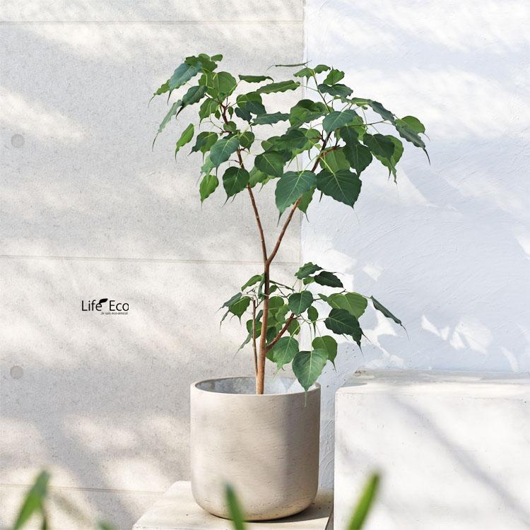 観葉植物 フィカス・レリジオーサ（インドボダイジュ / 印度菩提樹、覚