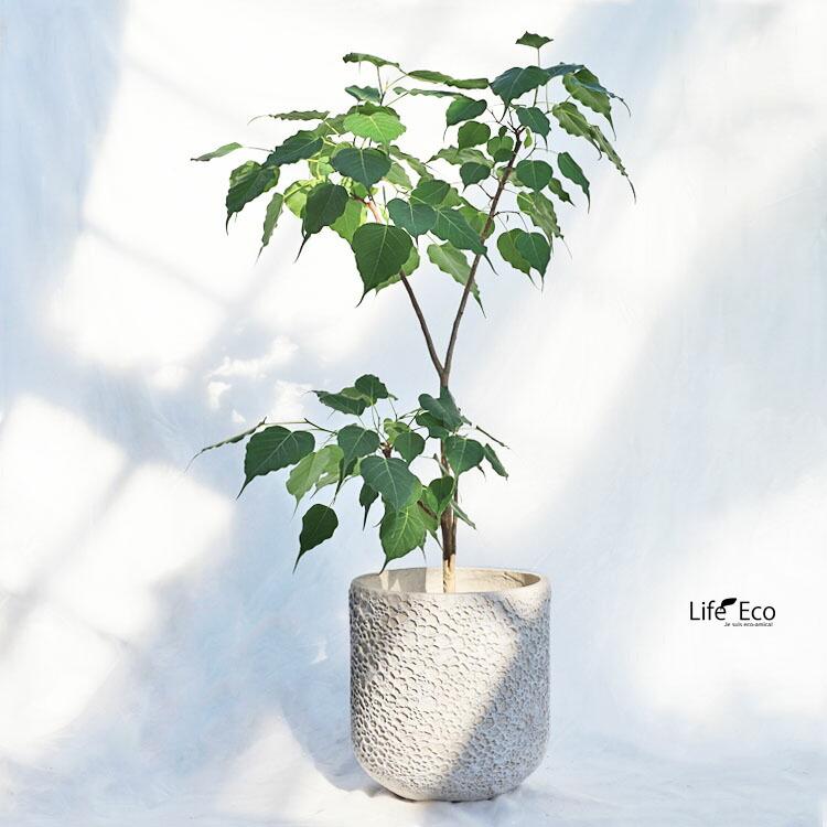 観葉植物 フィカス・レリジオーサ（インドボダイジュ / 印度菩提樹、覚