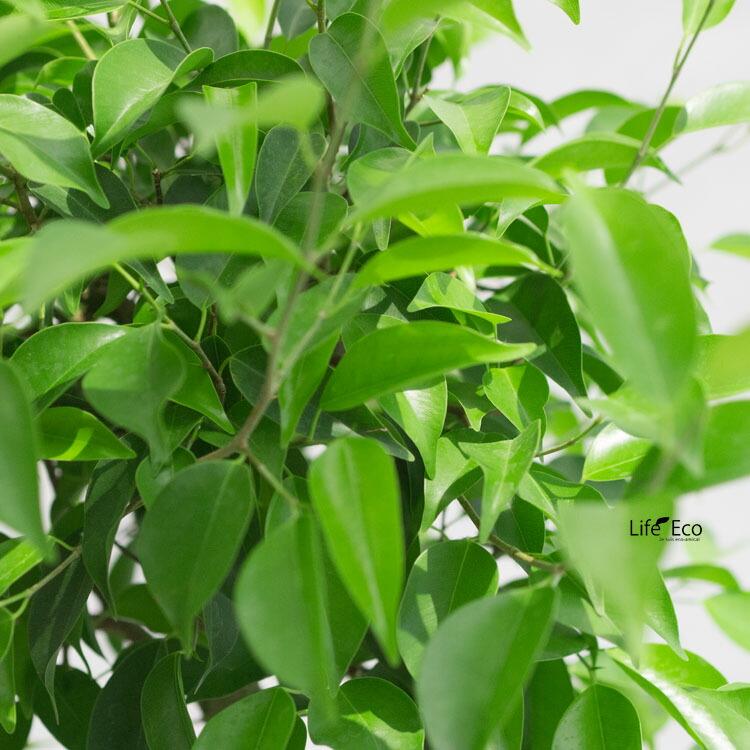 観葉植物 大型 フィカス・ベンジャミン・リッチ（トピアリー