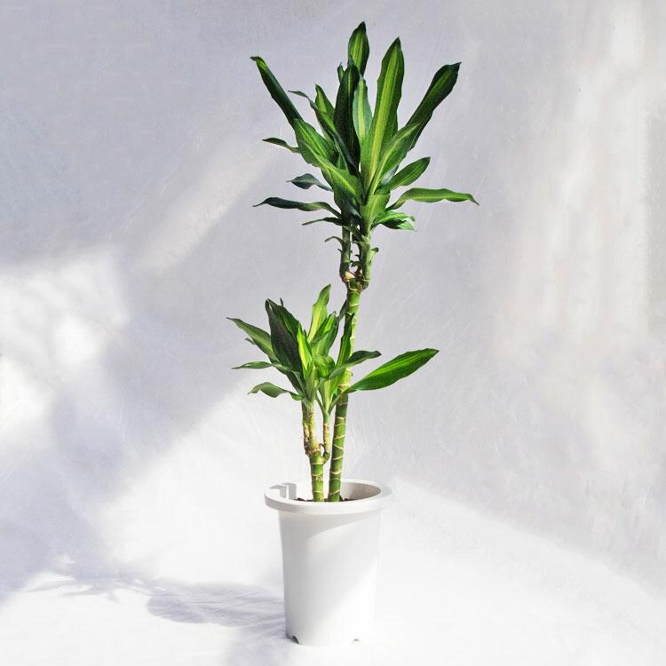 観葉植物 大型 ドラセナ・ジェレ（ジュレ） / 7寸・約W35cm×H100cm
