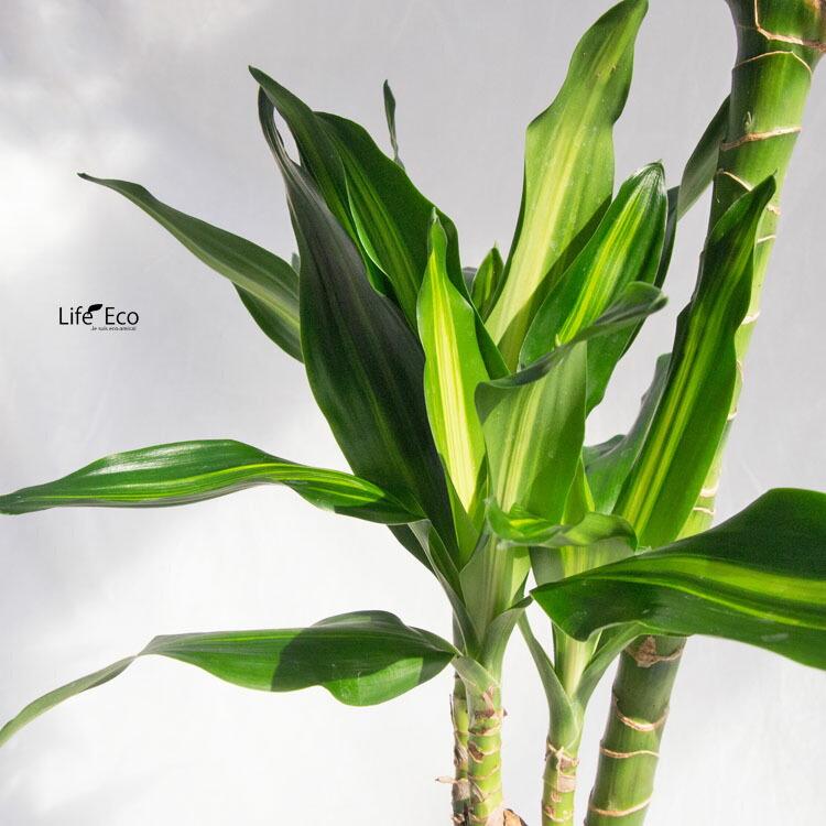 観葉植物 大型 ドラセナ・ジェレ（ジュレ） / 7寸・約W35cm×H100cm