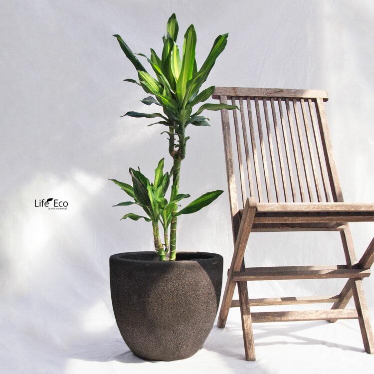 観葉植物 大型 ドラセナ・ジェレ（ジュレ） / 7寸・約W35cm×H100cm