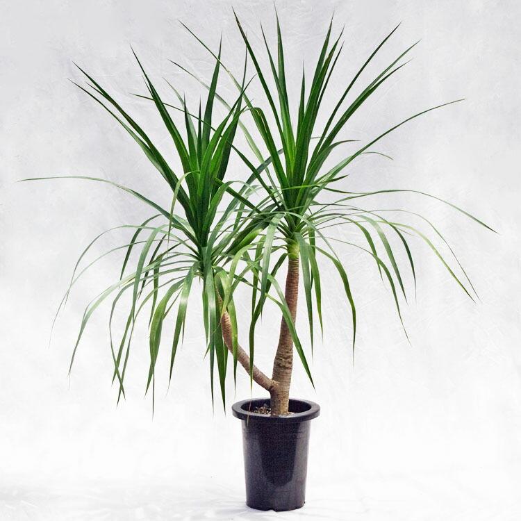 観葉植物 大型 ドラセナ・カンボジア―ナ / 7寸・約W100cm×H120cm