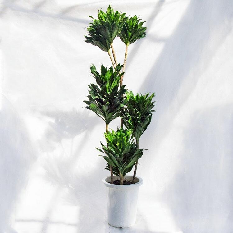 観葉植物 大型 ドラセナ・コンパクター / 8寸・約W40cm×H120cm
