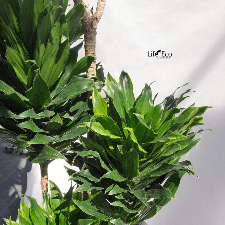 観葉植物 大型 ドラセナ・コンパクター / 8寸・約W40cm×H120cm