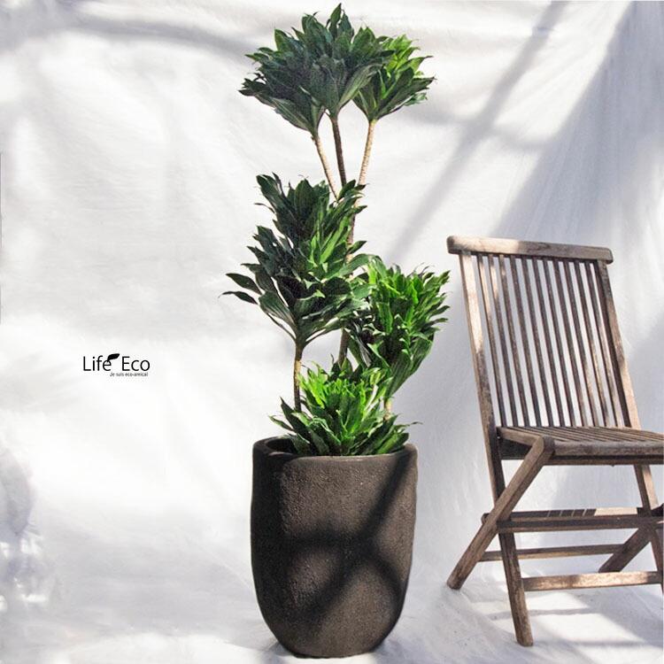 観葉植物 大型 ドラセナ・コンパクター / 8寸・約W40cm×H120cm