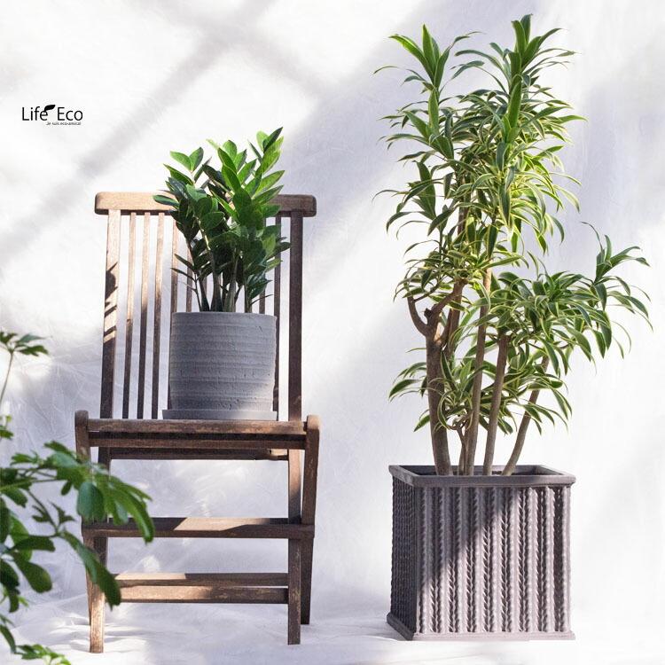 観葉植物 ドラセナ・レフレクサ・グリーンソングオキナワ（沖縄） / 8