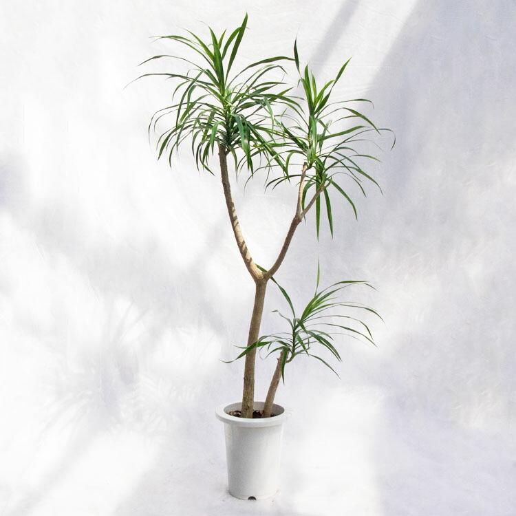 観葉植物 ドラセナ・リフレクサ（レフレクサ / アングスティフォリア