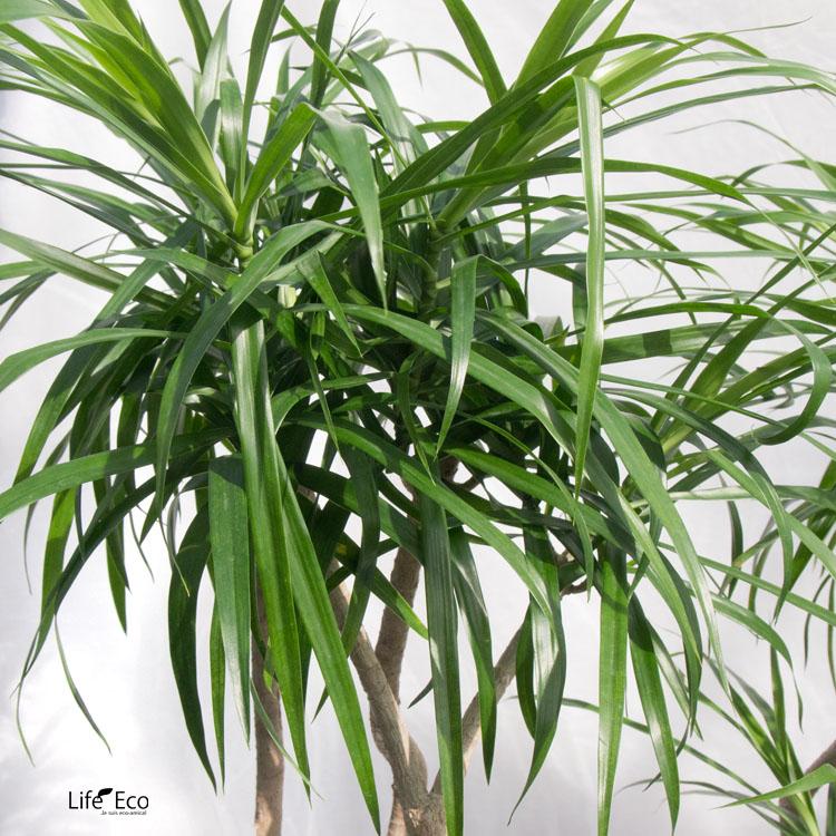 観葉植物 ドラセナ リフレクサ 7号鉢 120センチ 美形 優良株 写真現物 観葉植物 ドラセナ リフレクサ 7号鉢 120センチ 美形 優良株