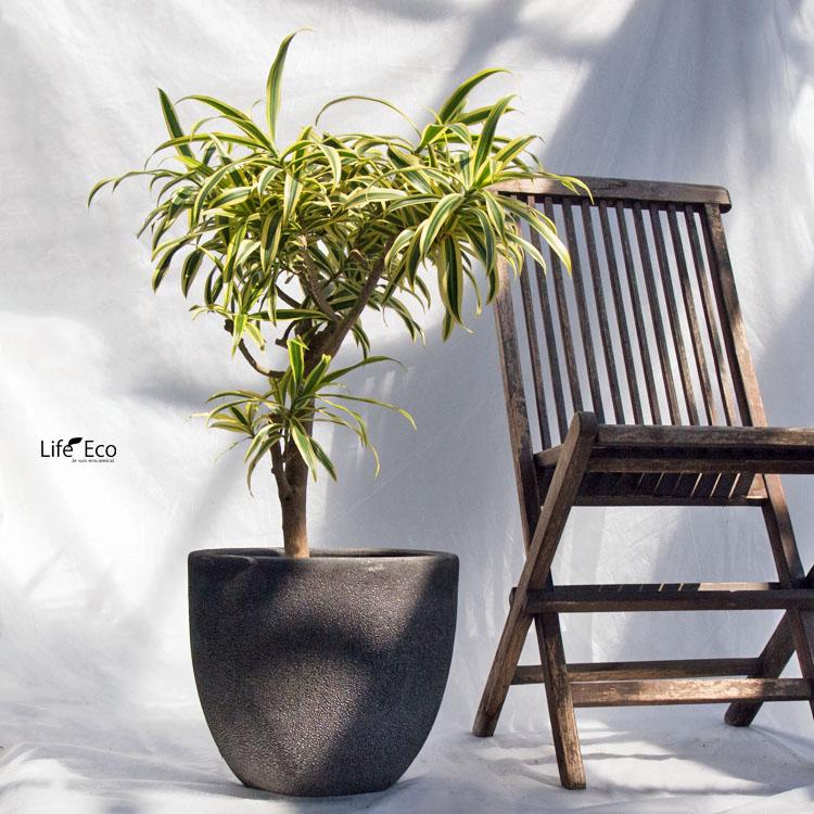 観葉植物 ドラセナ・ソングオブインディア（斑入り） / 7寸・約W60cm