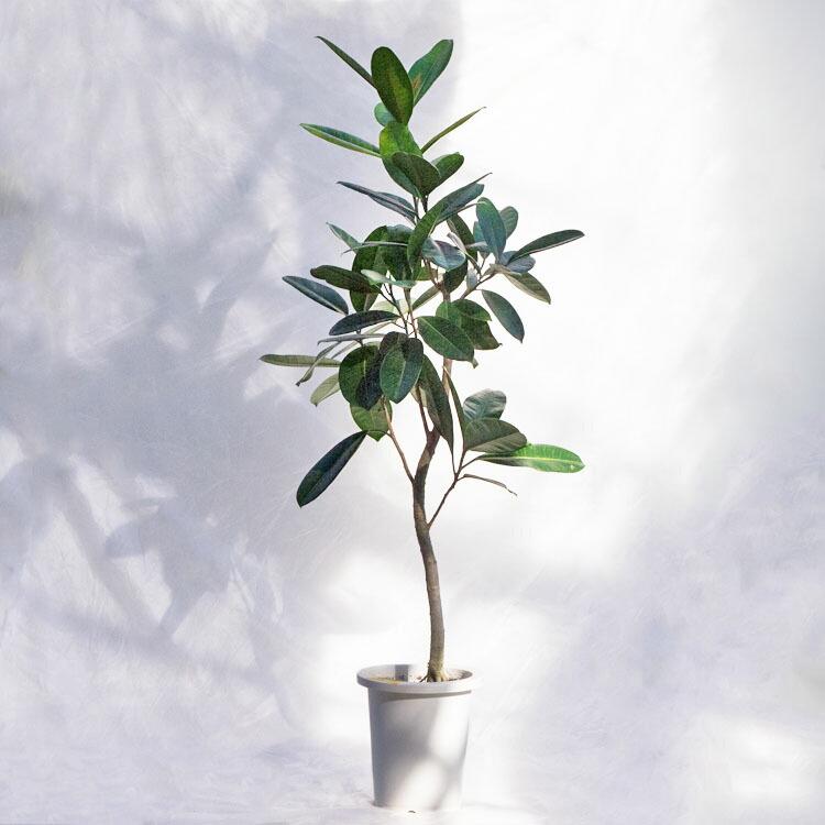 観葉植物 大型 フィカス・アメリカーナ・トレソー / 8寸・約W 75cm