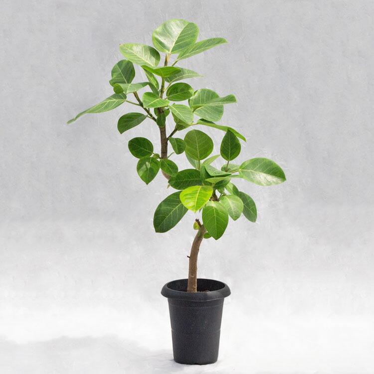 観葉植物 フィカス・アルテシーマ（曲げ） / 6寸・約W 50cm×H90cm
