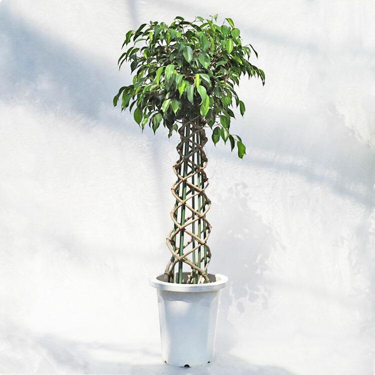 観葉植物 フィカス・ベンジャミン・ブラック（タワー仕立て・編み