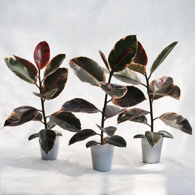 観葉植物【数量限定】フィカス・ルビー / 4寸・約W35cm×H60cm【3株