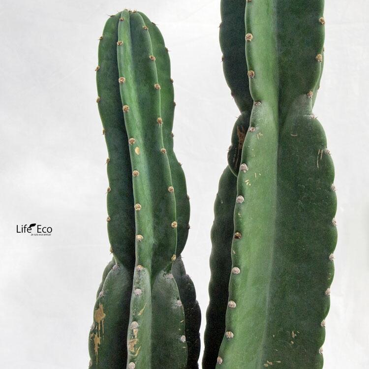 多肉植物 柱サボテン（二本立） / 7寸・約H65cm : ライフエコショップ 