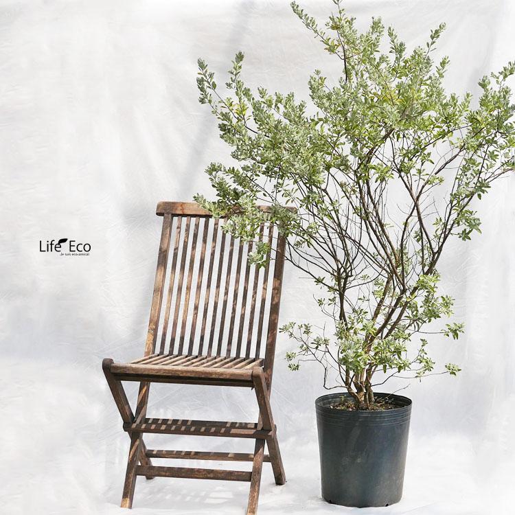 庭木・植木 レウコフィルム（レウコフィラム/テキサスセージ） / 10寸