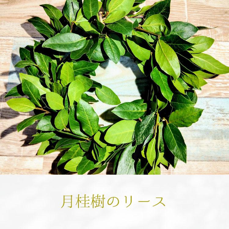 庭木・植木 月桂樹（ゲッケイジュ、ローリエ、ローレル）スタンド仕立て / 7寸・約W 45cm×H80cm｜life-eco｜06