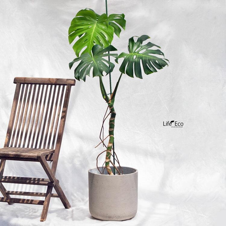 観葉植物 大型 モンステラ・デリシオーサ(根上がり仕立て) / 5 観葉植物 大型 モンステラ・デリシオーサ(根上がり仕立て) / 5