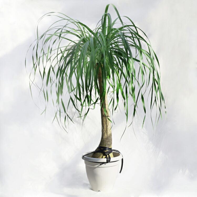 トックリラン ポニーテール ノリナ 幹太 大株 10号 観葉植物 大型 ノリナ（トックリラン、ポニーテール） / 10寸・約W90cm
