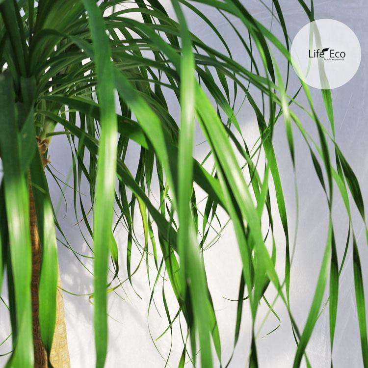 観葉植物 大型 ノリナ（トックリラン、ポニーテール） / 10寸・約W90cm